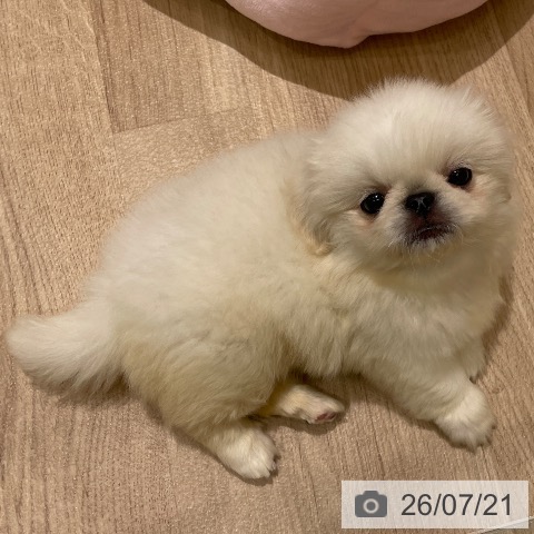 ペキニーズの写真