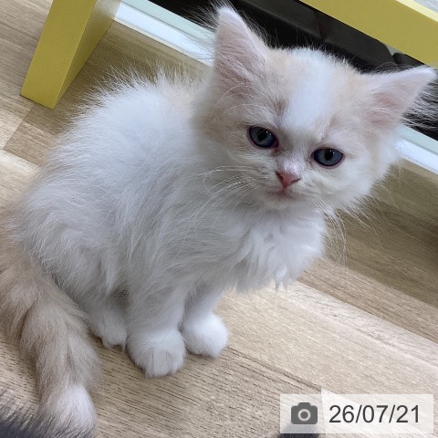 スコティッシュフォールドの写真
