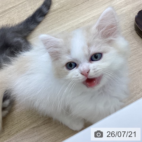 スコティッシュフォールドの写真