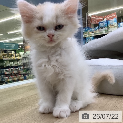 山梨県のスコティッシュフォールド (ペットプラス 甲府昭和店/2026年5月21日生まれ/女の子/クリームタビーホワイト)の子猫の4枚目の画像