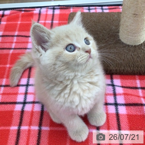 スコティッシュフォールドの写真