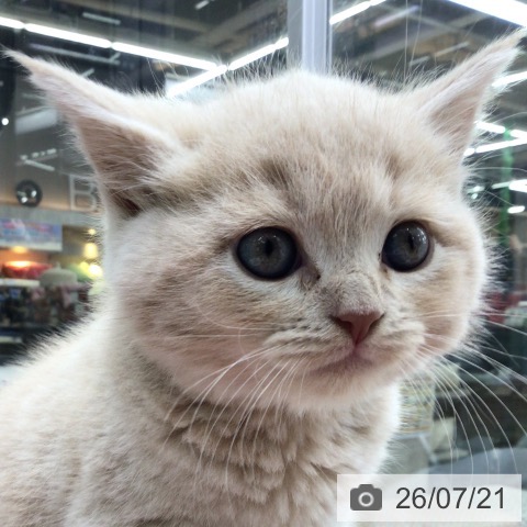 スコティッシュフォールドの写真