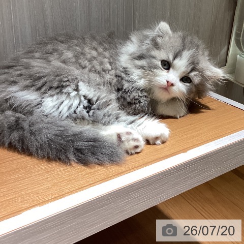 スコティッシュフォールドの写真