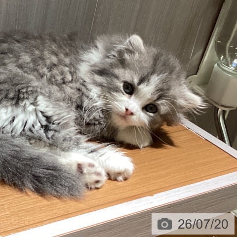 スコティッシュフォールドの写真
