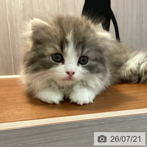 スコティッシュフォールドの写真
