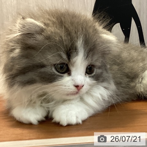 スコティッシュフォールドの写真