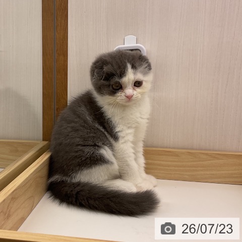 岩手県のスコティッシュフォールド (ペットプラス 盛岡南店/2026年5月16日生まれ/女の子/ブルータビーホワイト)の子猫の4枚目の画像