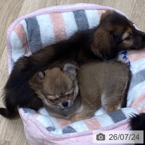宮城県のチワワ(ロング) (ペットプラス 仙台泉大沢店/2026年5月16日生まれ/男の子/フォーンホワイト)の子犬の4枚目の画像