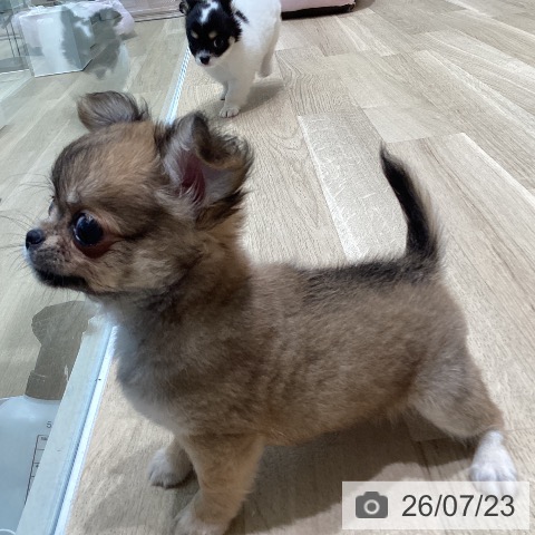 宮城県のチワワ(ロング) (ペットプラス 仙台泉大沢店/2026年5月16日生まれ/男の子/フォーンホワイト)の子犬の3枚目の画像