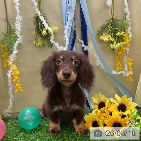 千葉県のミニチュアダックスフンド(ロング) (ペットプラス コトエ流山おおたかの森店/2026年5月20日生まれ/男の子/チョコレートタン)の子犬の3枚目の画像