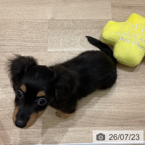 青森県のミニチュアダックスフンド(ロング) (ペットプラス 青森浜田店/2026年5月20日生まれ/女の子/ブラックタン)の子犬の4枚目の画像