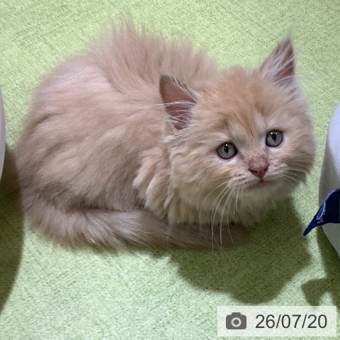マンチカンの写真