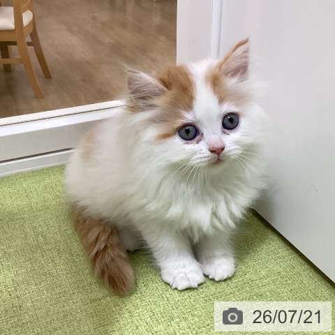 ラガマフィンの写真