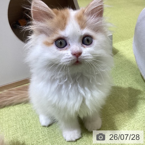 埼玉県のラガマフィン (ペットプラス 羽生店/2026年5月19日生まれ/女の子/レッドタビーホワイト)の子猫の4枚目の画像