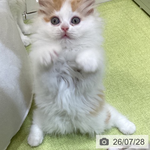 埼玉県のラガマフィン (ペットプラス 羽生店/2026年5月19日生まれ/女の子/レッドタビーホワイト)の子猫の3枚目の画像