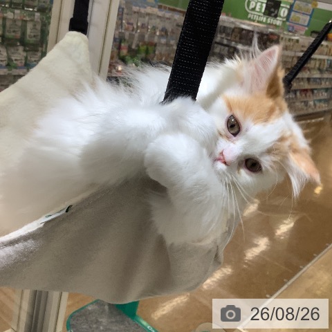 埼玉県のラガマフィン (ペットプラス 羽生店/2026年5月19日生まれ/女の子/レッドタビーホワイト)の子猫の4枚目の画像