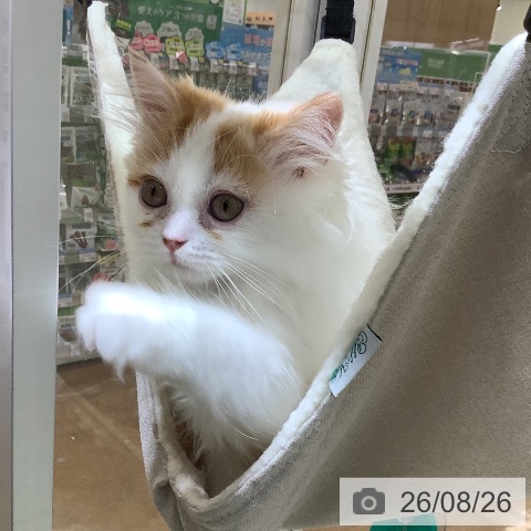 埼玉県のラガマフィン (ペットプラス 羽生店/2026年5月19日生まれ/女の子/レッドタビーホワイト)の子猫の3枚目の画像
