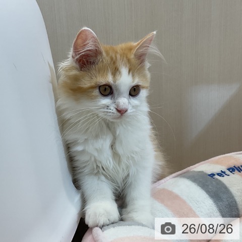 ラガマフィンの写真