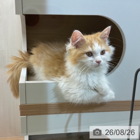 ラガマフィンの写真