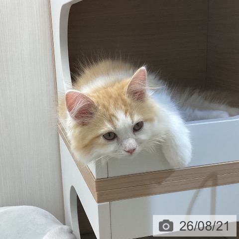 ラガマフィンの写真
