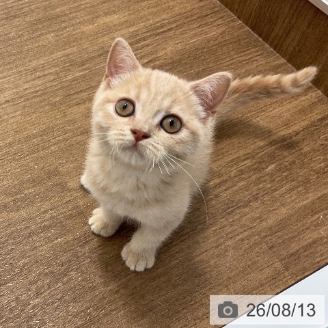 神奈川県のブリティッシュショートヘアー (ペッツワン 小田原店/2026年5月19日生まれ/男の子/クリーム)の子猫の4枚目の画像