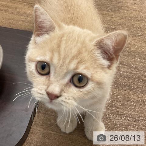 神奈川県のブリティッシュショートヘアー (ペッツワン 小田原店/2026年5月19日生まれ/男の子/クリーム)の子猫の3枚目の画像