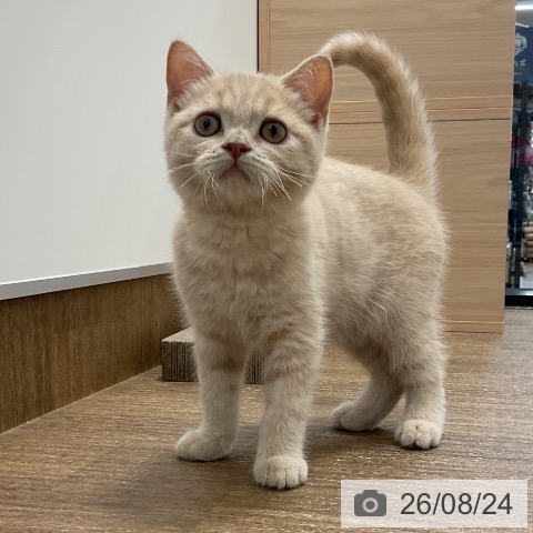 神奈川県のブリティッシュショートヘアー (ペッツワン 小田原店/2026年5月19日生まれ/男の子/クリーム)の子猫の4枚目の画像