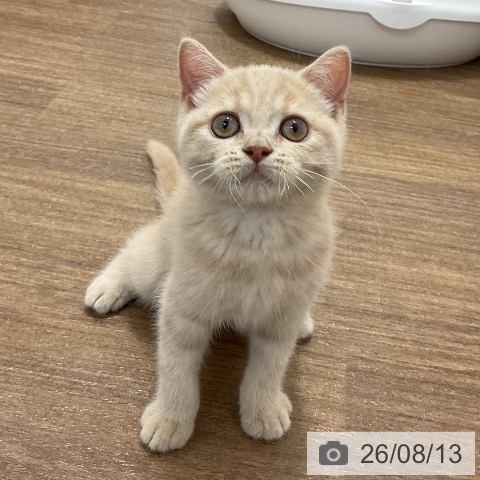 神奈川県のブリティッシュショートヘアー (ペッツワン 小田原店/2026年5月19日生まれ/男の子/クリーム)の子猫の4枚目の画像