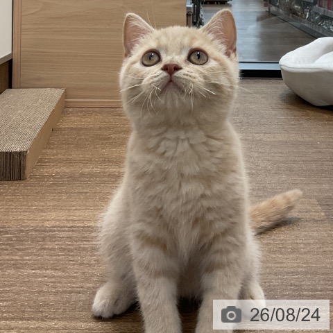 神奈川県のブリティッシュショートヘアー (ペッツワン 小田原店/2026年5月19日生まれ/男の子/クリーム)の子猫の3枚目の画像