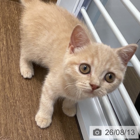 神奈川県のブリティッシュショートヘアー (ペッツワン 小田原店/2026年5月19日生まれ/男の子/クリーム)の子猫の3枚目の画像