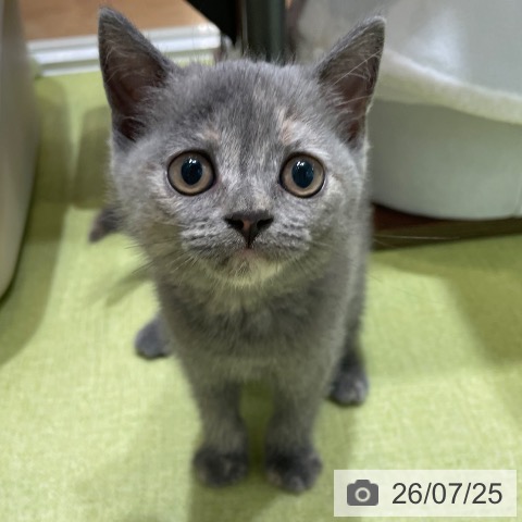 神奈川県のブリティッシュショートヘアー (ペットプラス テラスモール湘南店/2026年5月19日生まれ/女の子/ブルークリーム)の子猫の3枚目の画像