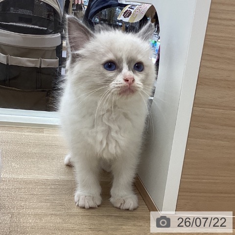 山梨県のラグドール (ペットプラス 甲府国母店/2026年5月20日生まれ/男の子/ブルーポイントバイカラー)の子猫の4枚目の画像