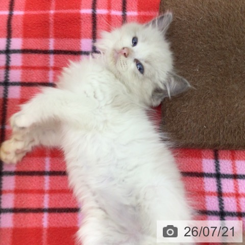 ラグドールの写真