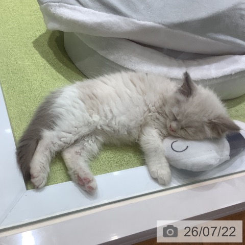 ラグドールの写真