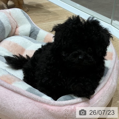 宮城県のトイプードル(トイ) (ペットプラス 名取店/2026年5月21日生まれ/女の子/ブラック)の子犬の3枚目の画像