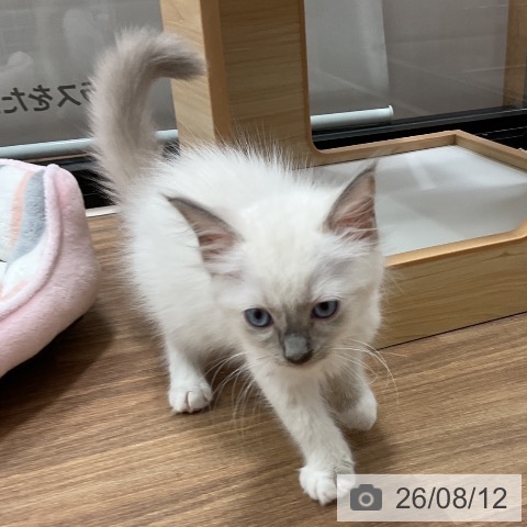 埼玉県のラグドール (ペッツワン 新座店/2026年5月20日生まれ/男の子/ブルーポイント)の子猫の4枚目の画像