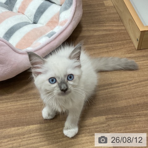 埼玉県のラグドール (ペッツワン 新座店/2026年5月20日生まれ/男の子/ブルーポイント)の子猫の3枚目の画像