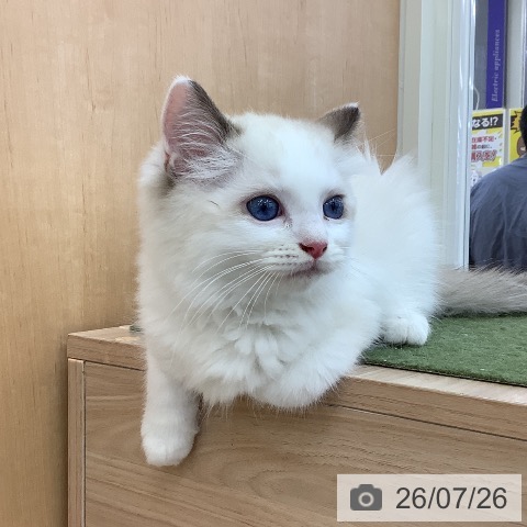青森県のラグドール (ペットプラス 青森浜田店/2026年5月6日生まれ/男の子/シールポイントバイカラー)の子猫の4枚目の画像