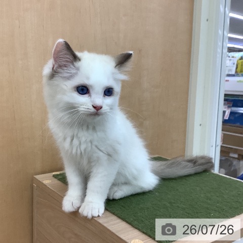 青森県のラグドール (ペットプラス 青森浜田店/2026年5月6日生まれ/男の子/シールポイントバイカラー)の子猫の3枚目の画像