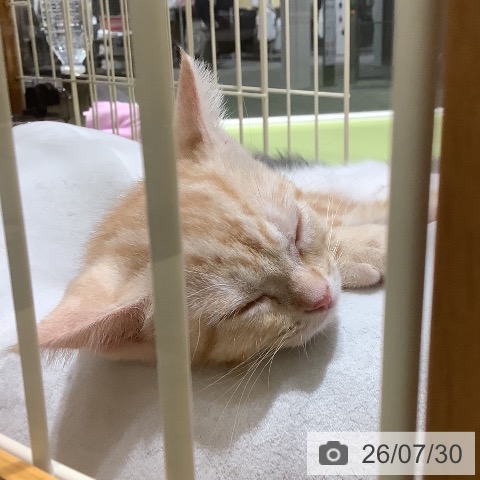 長野県のアメリカンショートヘアー (ペットプラス 松本店/2026年5月21日生まれ/男の子/レッドタビー)の子猫の4枚目の画像