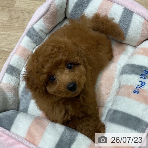 岩手県のトイプードル(トイ) (ペットプラス 盛岡南店/2026年5月21日生まれ/男の子/レッド)の子犬の4枚目の画像