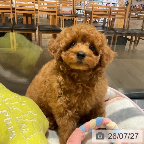 埼玉県のトイプードル(トイ) (ペットプラス コクーンシティ店/2026年5月21日生まれ/男の子/レッド)の子犬の3枚目の画像