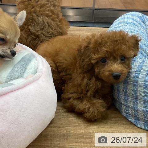 東京都のトイプードル(トイ) (ペッツワン 青梅インター店/2026年5月21日生まれ/女の子/レッド)の子犬の4枚目の画像
