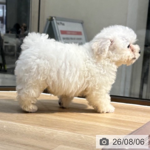 東京都のビションフリーゼ (ペットプラス アクアシティお台場店/2026年5月22日生まれ/男の子/ホワイト)の子犬の4枚目の画像