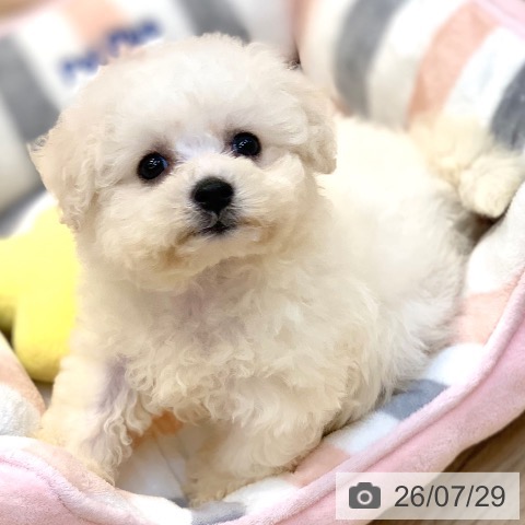 東京都のビションフリーゼ (ペットプラス アクアシティお台場店/2026年5月22日生まれ/男の子/ホワイト)の子犬の3枚目の画像