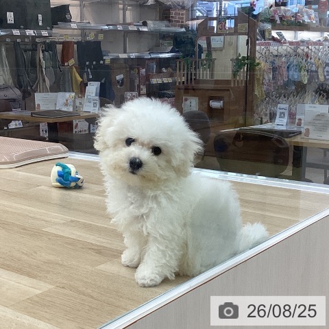 神奈川県のビションフリーゼ (ペットプラス 相模原並木店/2026年5月22日生まれ/男の子/ホワイト)の子犬の4枚目の画像