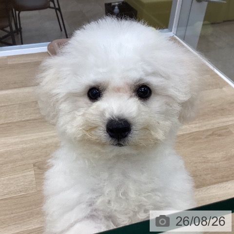 神奈川県のビションフリーゼ (ペットプラス 相模原並木店/2026年5月22日生まれ/男の子/ホワイト)の子犬の3枚目の画像