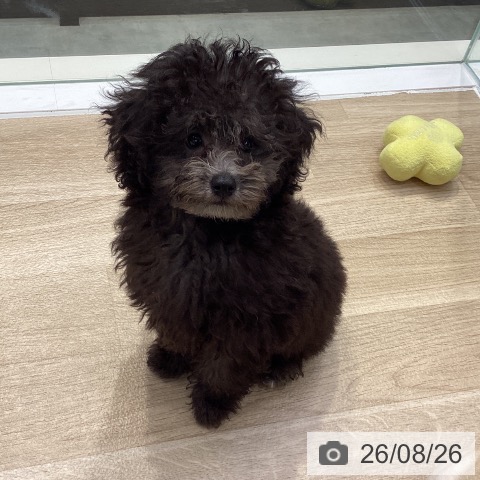 神奈川県のトイプードル(トイ) (ペットプラス 座間店/2026年5月21日生まれ/男の子/シルバー)の子犬の4枚目の画像