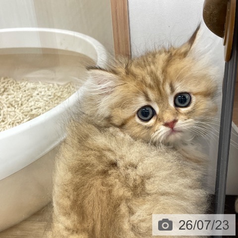 埼玉県のペルシャ (ペットプラス ららぽーと富士見店/2026年5月15日生まれ/女の子/チンチラゴールデン)の子猫の3枚目の画像