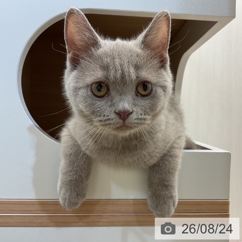 新潟県のブリティッシュショートヘアー (ペットプラス 新潟亀田インター店/2026年5月17日生まれ/男の子/ライラック)の子猫の4枚目の画像